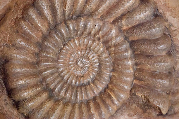 istock Abstraction of spiral seashell fossil 186017870