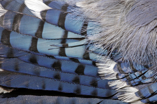 White feather isolated on black background.