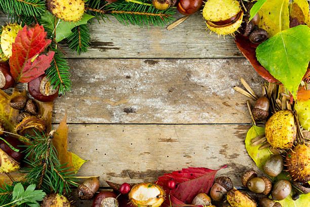 istock frame with nuts, acorns, chestnuts autumn fruits 186018540