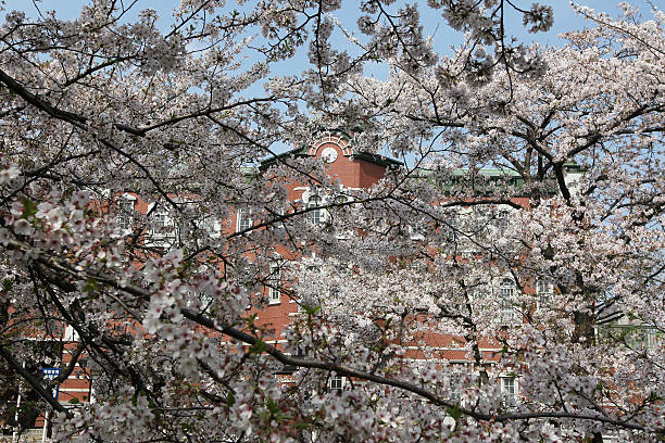 Sakura Cherry Blossoms Park stock photo