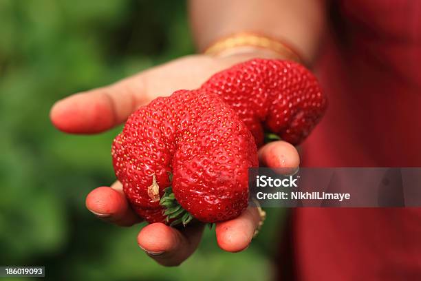 Person Holding Erdbeeren Stockfoto und mehr Bilder von Agrarbetrieb - Agrarbetrieb, Antioxidationsmittel, Baum