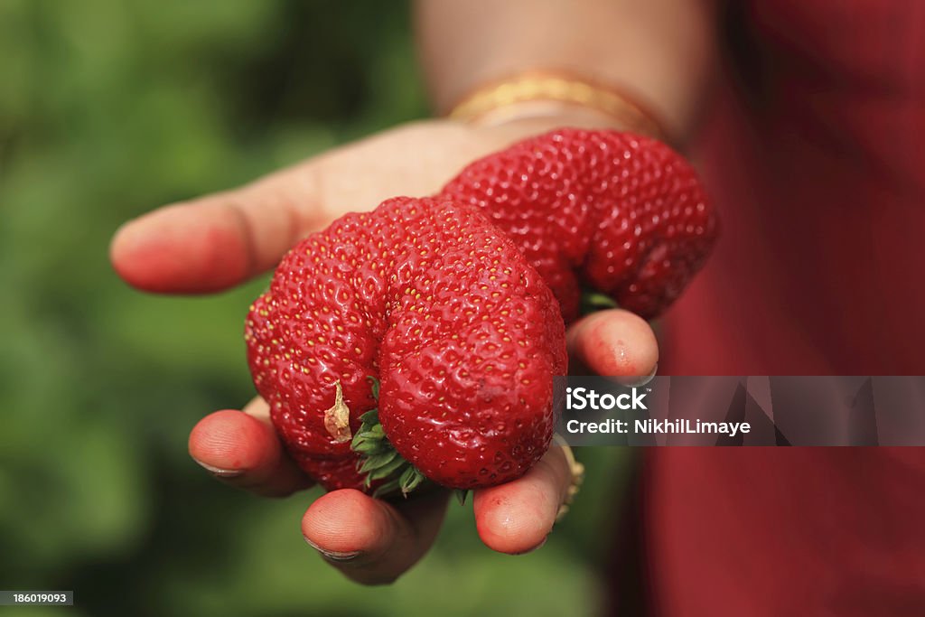 Persona de retención de fresas - Foto de stock de Agricultura libre de derechos