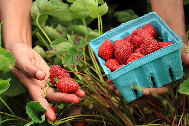 istock Person holding strawberries 186019104