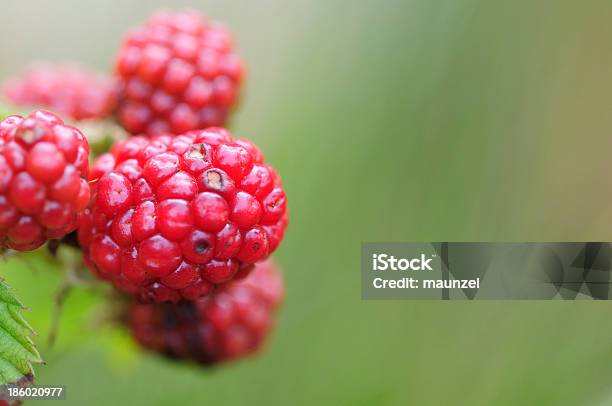 Blackberry Foto de stock y más banco de imágenes de Arbusto - Arbusto, Bosque, Color negro