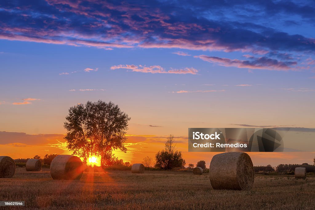 Tramonto sul campo - Foto stock royalty-free di Agricoltura