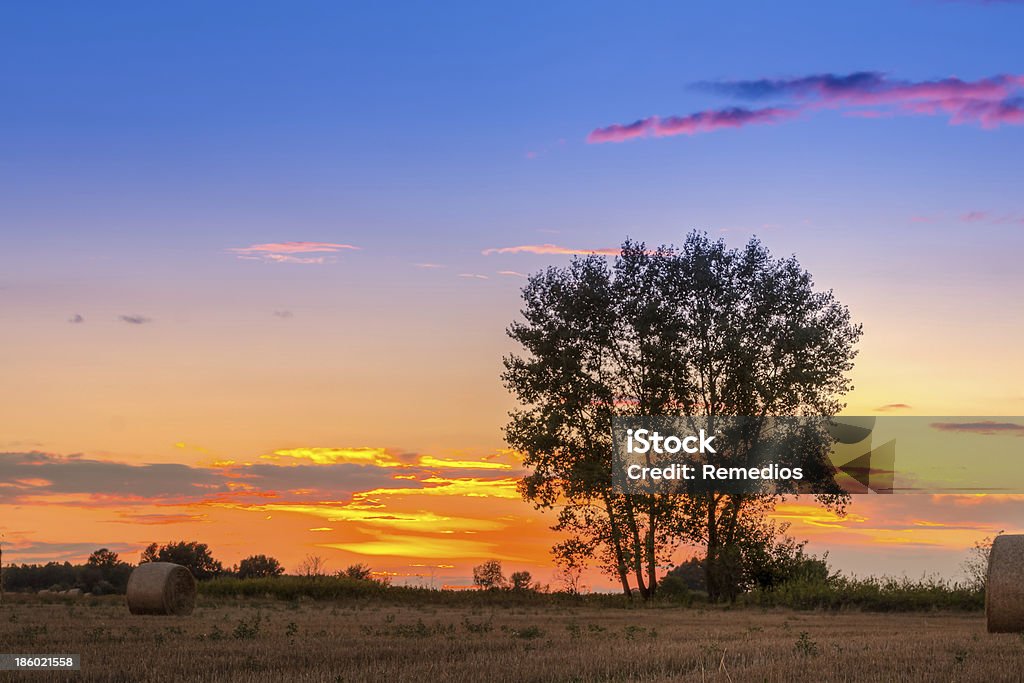 Tramonto sul campo - Foto stock royalty-free di Agricoltura