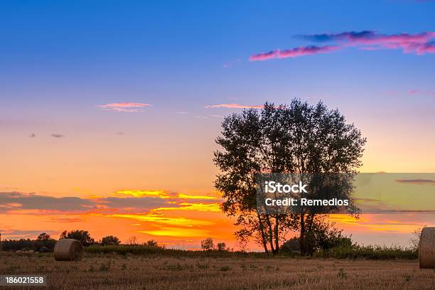 Tramonto Sul Campo - Fotografie stock e altre immagini di Agricoltura - Agricoltura, Albero, Ambientazione esterna