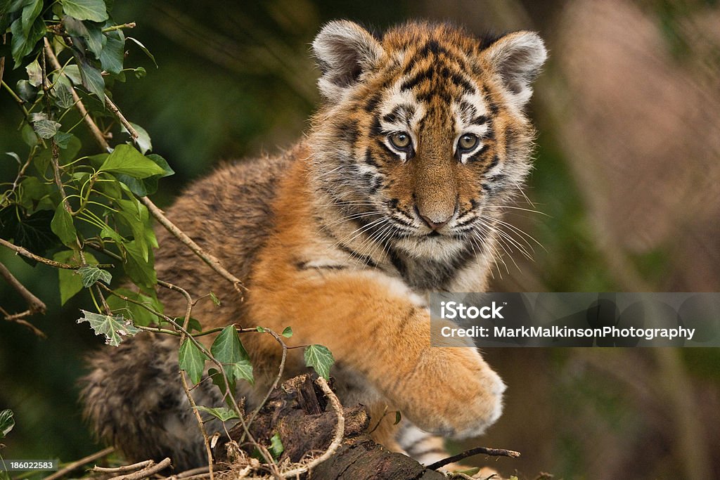 Siberian Tiger (Panthera Tigris Altaica) Siberian Tiger Cub Walking Along Log Tiger Cub Stock Photo