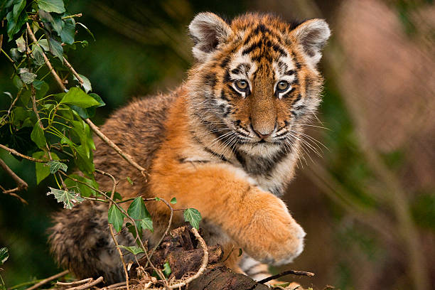 Siberian Tiger (Panthera Tigris Altaica) Siberian Tiger Cub Walking Along Log siberian tiger stock pictures, royalty-free photos & images