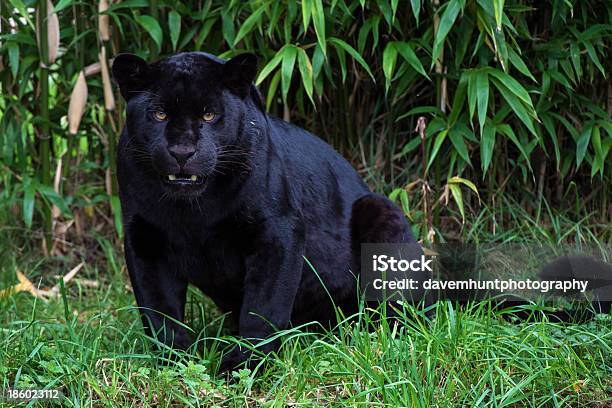 Jaguar Stock Photo - Download Image Now - Animal, Animal Wildlife, Animals Hunting