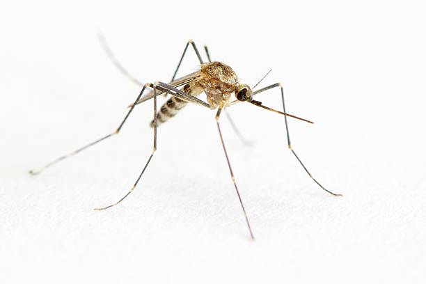 mosquito em branco - ectoparasite imagens e fotografias de stock