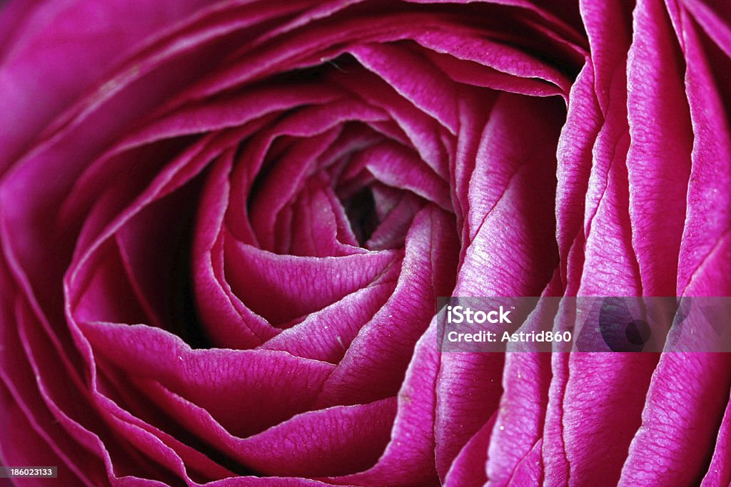 blossom raoul-designer label - Lizenzfrei Anmut Stock-Foto