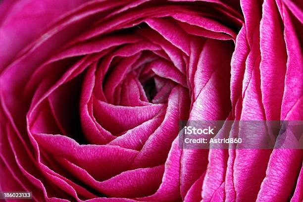 Blossom Raouldesigner Label Stockfoto und mehr Bilder von Anmut - Anmut, Blume, Blühend