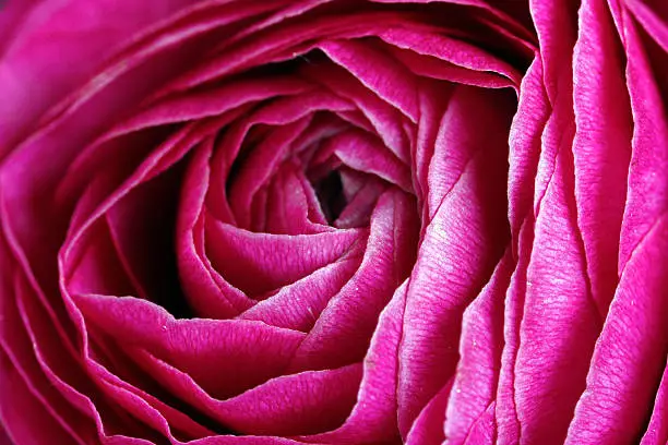Close-up of a pink Ranunkel blossom