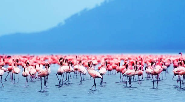 istock African flamingos 186023812