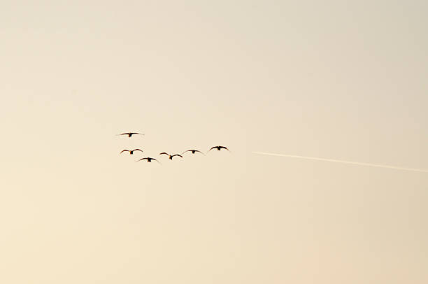 Geese migration stock photo
