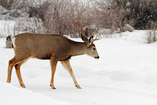 Mule deer buck walking through snow in East Central Idaho.