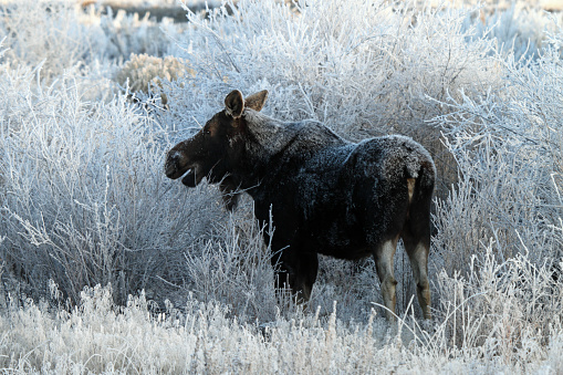 Shiras' Cow Moose eating frozen twigs in East Central Idaho.
