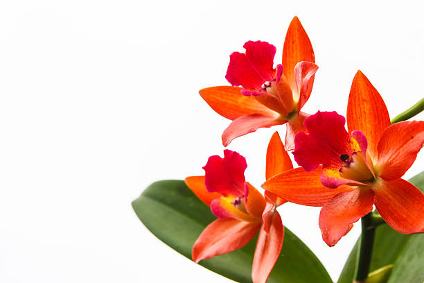 istock Beautiful Orange orchid 186025184