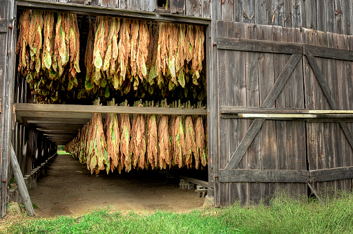 Rows of tobacco leaves drying in a barn
