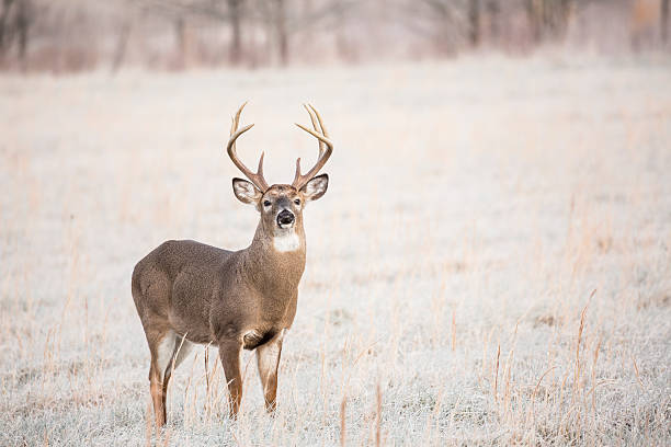istock Frosty Field Whitetail Buck 186026223