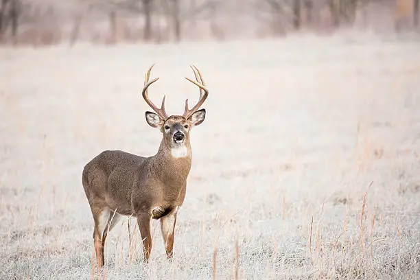 A whitetail buck deer stands at attention in a frosty field in Cades Cove in the Great Smoky Mountains National Park.