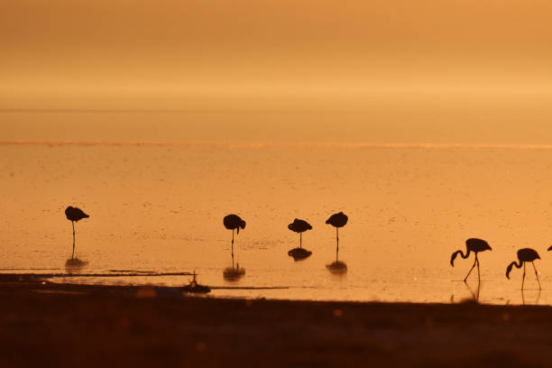 istock Greater Flamingos (Phoenicopterus roseus) at sunset. 1860264937