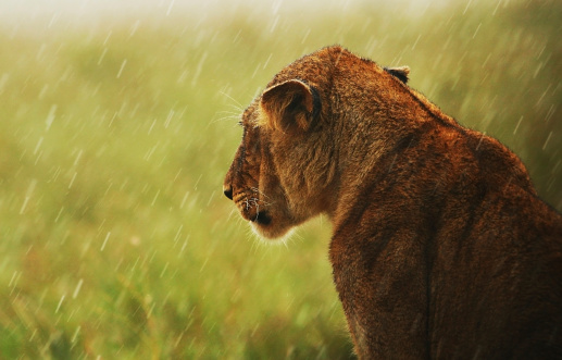 Lioness under rain in the wild, beautiful mammal animal, endangered carnivore, Africa. Kenya. Masai Mara