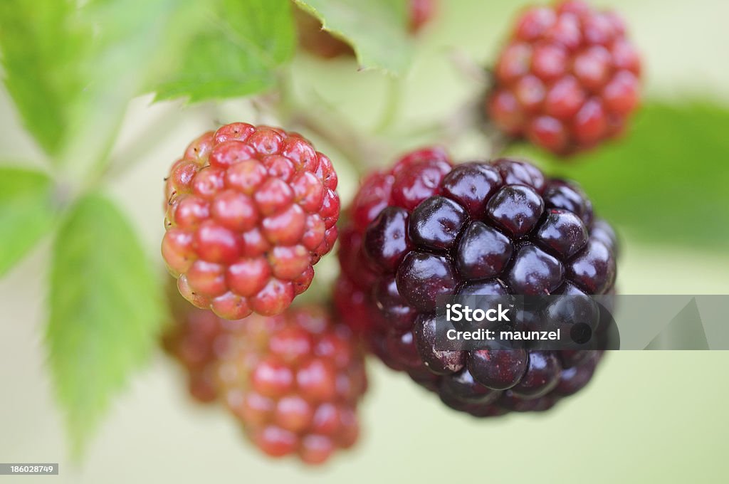 O blackberry - Royalty-free Amora Preta Foto de stock