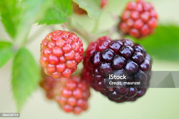 O Blackberry - Fotografias de stock e mais imagens de Amora Preta - Amora Preta, Arbusto, Comida e Bebida