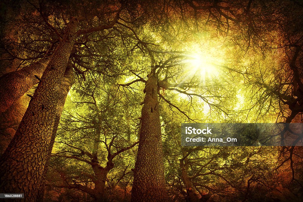 Cedar tree forest Cedar tree forest, rare Lebanese kind, grungy style photo Autumn Stock Photo