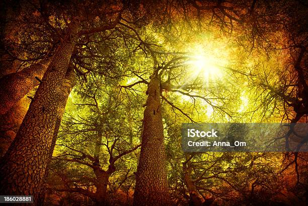 Cedar Tree Forest Stock Photo - Download Image Now - Autumn, Backgrounds, Branch - Plant Part