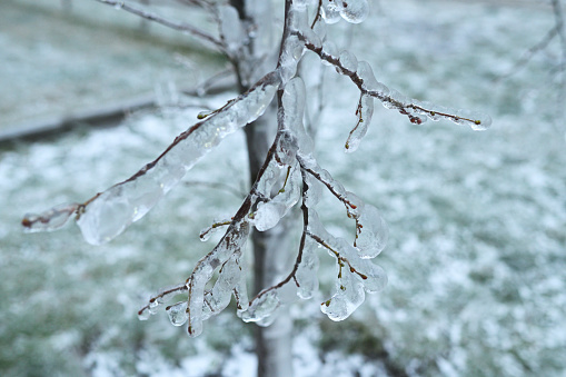 tree branches in the ice close-up against the background of multi-storey buildings close-up in winter