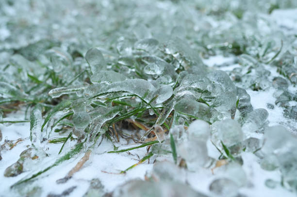 istock frozen green grass in ice in winter in frost 1860292592
