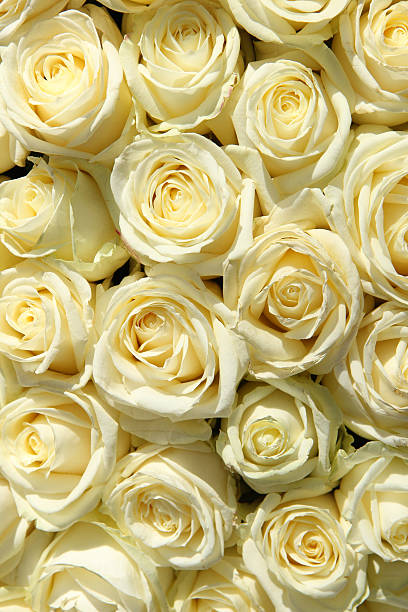 istock Group of white roses in floral wedding decorations 186029817