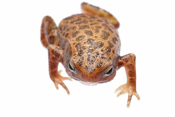 istock animal amphibian frog 186029911