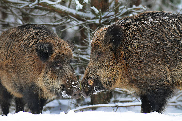 jabalí en invierno bosque - mistic fotografías e imágenes de stock