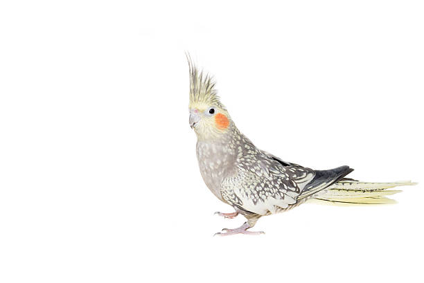 istock Female Cockatiel Isolated on White 186030462