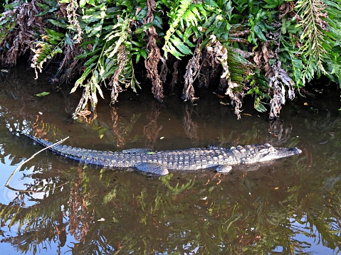 American Alligator Emerging from Florida Swamp