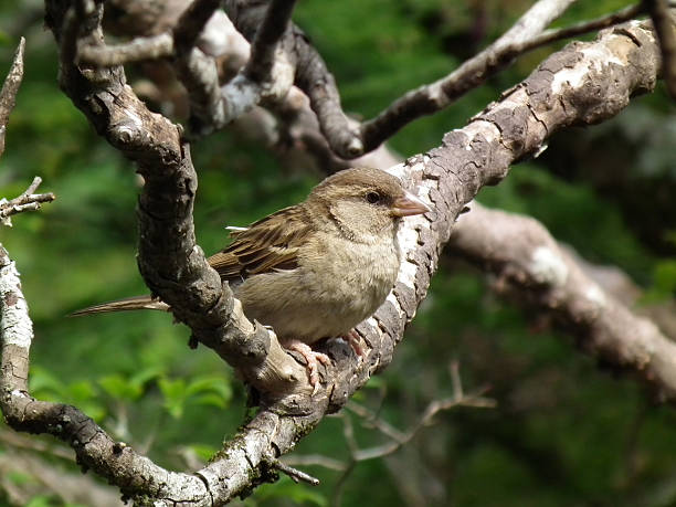 istock Pardal, Passer domesticus, Rufous collared sparrow 186032266