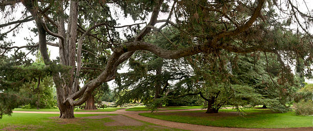 сидар-деревья на перекрёсток - tree forest atlantic white cedar evergreen tree стоковые фото и изображения