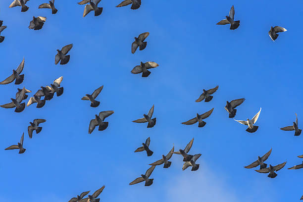 istock Doves And Pigeons In Flight 186032495