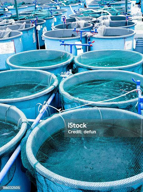 Landwirtschaft Die Aquakultur Farm Stockfoto und mehr Bilder von Agrarbetrieb - Agrarbetrieb, Asien, Erforschung