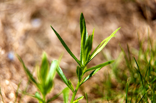 Young hemp grows in the ground. Marijuana with bright green leaves in the sun. Hemp, ganja leaf. Cannabis sativa.