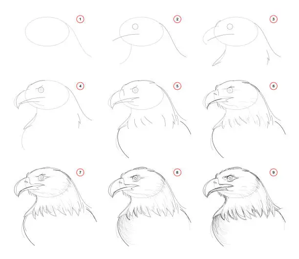 Vector illustration of How to draw step-wise sketch of imaginary cute eagles head. Creation step by step pencil drawing. Educational page. School textbook for developing artistic skills. Hand-drawn vector image.