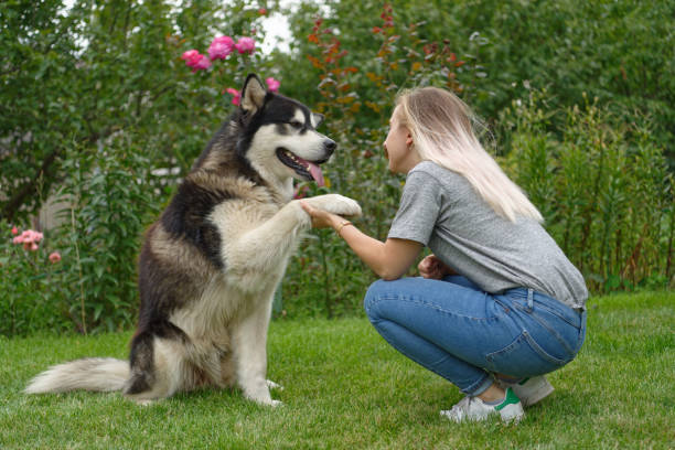 A girl with a malamute dog stock photo