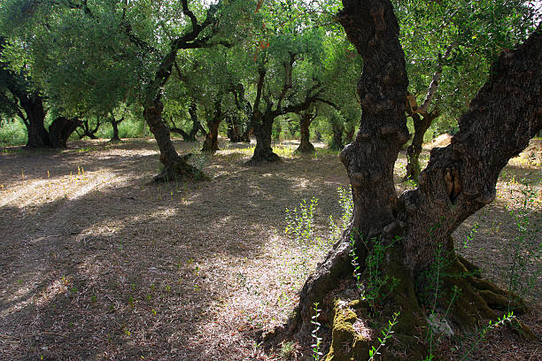 Old Olive Orchard stock photo