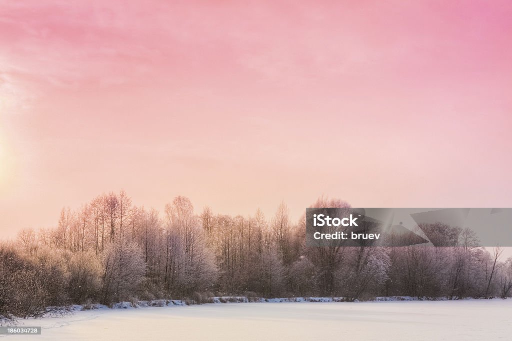 森林の冬景色 - ピンク色のロイヤリティフリーストックフォト
