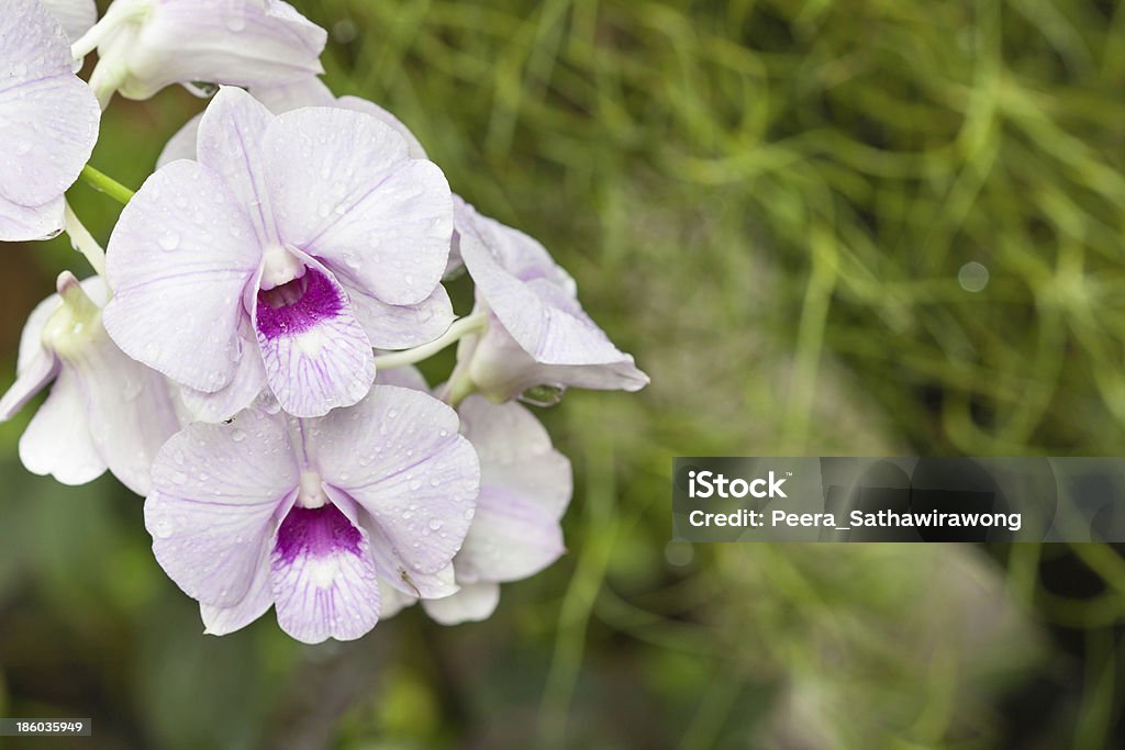 dendrobium-Orchideen Blumen weißen - Lizenzfrei Ast - Pflanzenbestandteil Stock-Foto