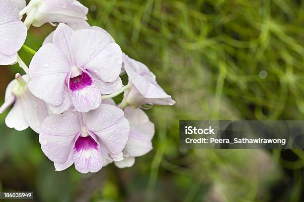 Fiori Di Orchidee Dendrobium Bianco - Fotografie stock e altre immagini di Bellezza naturale - Bellezza naturale, Bianco, Clima tropicale